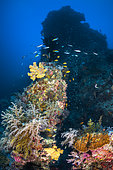 S-shaped pass reef at 30 metres depth, Mayotte