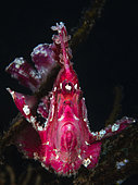 Leaf scorpionfish (Taenianotus triacanthus) facing, S pass, Mayotte