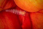 Translucent shrimp on a red sea anemone, night, Mayotte