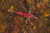 Green-eyed shrimp (Urocaridella antonbruunii) ont reef at nigh, Mayotte