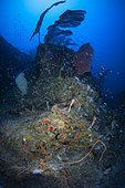 The twilight zone of the S pass, South entrance of the S pass at a depth of 70 meters, Mayotte