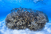 Banc de poisson Hachette se protégeant prêt d'une colonie de corail corne de cerf dans les piscines du sud du lagon de Mayotte.