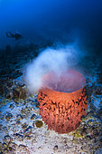 Release of gametes from barrel sponges (Xestospongia testudinaria), Mayotte