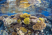 The fabulous biodiversity of the coral reefs of the southern pools. Coral reef of the southern pools of Mayotte.