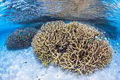 Colony of stag horn coral in the pools of the southern lagoon of Mayotte.
