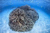 Très belle colonie de corail Acropora sur un banc de sable blanc dans les piscines du sud du lagon de Mayotte.