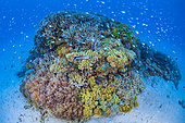 Hard and soft corals in the lagoon of Mayotte.