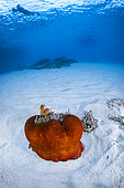 Skunk Clownfish (Amphiprion akallopisos) on a red sea anemone on white sand, Mayotte