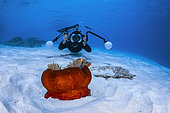 Underwater photographer and Skunk Clownfish (Amphiprion akallopisos) on a red sea anemone on white sand, Mayotte