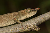Portrait of Blade chameleon (Calumma gallus) female on a branch, Andasibe (Périnet), Alaotra-Mangoro Region, Madagascar