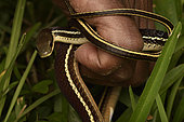 Handled Lateral water snake (Thamnosophis lateralis), Andasibe (Périnet), Alaotra-Mangoro Region, Madagascar