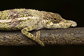 Portrait of Nose-horned Chameleon (Calumma nasutum) on a branch, Andasibe (Périnet), Alaotra-Mangoro Region, Madagascar