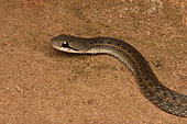 Portrait of Forest water snake (Thamnosophis infrasignatus), Andasibe (Périnet), Région Alaotra-Mangoro, Madagascar