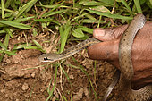 Handled Forest water snake (Thamnosophis infrasignatus), Andasibe (Périnet), Région Alaotra-Mangoro, Madagascar