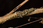 Gunther's Dwarf Gecko (Lygodactylus miops) on a branch, Andasibe (Périnet), Alaotra-Mangoro Region, Madagascar