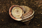 Land snail (Tropidophora tricarinata) showing the opening of its helical shell closed by a calcareous operculum, Andasibe (Périnet), Alaotra-Mangoro Region, Madagascar
