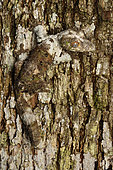 Mossy leaf-tail gecko (Uroplatus sikorae) Andasibe (Périnet) on bark, Alaotra-Mangoro Region, Madagascar