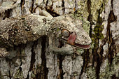 Mossy leaf-tail gecko (Uroplatus sikorae) Andasibe (Périnet) licking its head, Alaotra-Mangoro Region, Madagascar
