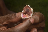 Mossy leaf-tail gecko (Uroplatus sikorae) with its mouth open in the hands of a herpetologist, Andasibe (Périnet), Alaotra-Mangoro Region, Madagascar