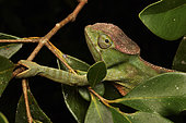 Two-horned chameleon (Furcifer bifidus) female in a shrub, Andasibe (Périnet), Alaotra-Mangoro Region, Madagascar