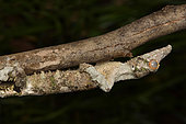 Mossy leaf-tail gecko (Uroplatus sikorae) on a branch, Andasibe (Périnet), Alaotra-Mangoro Region, Madagascar
