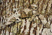 Mossy leaf-tail gecko (Uroplatus sikorae) Andasibe (Périnet) on bark, Alaotra-Mangoro Region, Madagascar