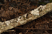 Mossy leaf-tail gecko (Uroplatus sikorae) on a branch, camouflaged by its skin flap, Andasibe (Périnet), Alaotra-Mangoro Region, Madagascar