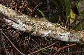 Gecko-mousse à queue foliacée (Uroplatus sikorae) sur une branche, camouflé par son rabat cutané, Andasibe (Périnet), Région Alaotra-Mangoro, Madagascar