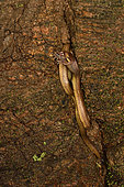 Bighead Snake (Compsophis laphystius) eating a Betsileo Madagascar Frog (Mantidactylus betsileanus), Andasibe (Périnet), Alaotra-Mangoro Region, Madagascar
