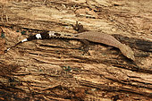 Madagascar clawless gecko (Ebenavia inunguis) on wood, Andasibe (Périnet), Alaotra-Mangoro Region, Madagascar