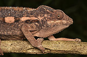Panther chameleon (Furcifer pardalis) juvenile, Andasibe (Périnet), Alaotra-Mangoro Region, Madagascar