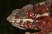 Panther chameleon (Furcifer pardalis) male, Andasibe (Périnet), Alaotra-Mangoro Region, Madagascar