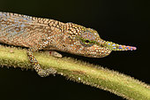 Portrait of Blade chameleon (Calumma gallus) male on a stem, Andasibe (Périnet), Alaotra-Mangoro Region, Madagascar