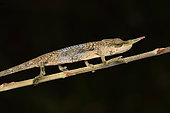 Blade chameleon (Calumma gallus) male on a stem, Andasibe (Périnet), Alaotra-Mangoro Region, Madagascar