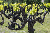 Muscat vieilles vignes dans les Dentelles de Montmirail au printemps, Vaucluse, France