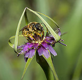 Great banded furrow-bee (Halictus scabiosae) female on Salsify (Tragopogon porrifolius), Mont Ventoux, France
