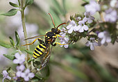 Cuckoo Bee (Nomada succincta) female on thyme, Mont Ventoux, France