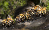 Honey bees (Apis mellifera) drinking at a spring, Vosges du Nord Regional Nature Park, France