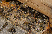 Honey bee (Apis mellifera) workers and drones leaving the hive, Mont Ventoux, France