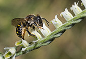Potter bee (Anthidium septemspinosum) female on Autumn Lady's Tresses (Spiranthes spiralis)