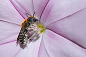 Perez's Small-Mason Bee (Hoplitis perezi)Mallow-leaved Bindweed (Convolvulus althaeoides)