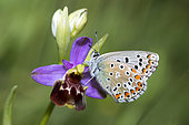 Adonis Blue (Lysandra bellargus) female on Late Spider orchid (Ophrys fuciflora), Mont Ventoux, France