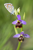 Adonis Blue (Lysandra bellargus) female on Late Spider orchid (Ophrys fuciflora), Mont Ventoux, France