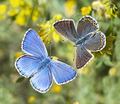 Adonis Blue (Lysandra bellargus) male and female, displaying Mont Ventoux, France