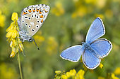 Adonis Blue (Lysandra bellargus) male and female, Mont Ventoux, France