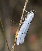 Water ermine (Spilosoma urticae) laying eggs on a stem, Aude, France