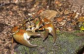 Signal crayfish (Pacifastacus leniusculus) invasive species in rivers, Vosges du Nord Regional Nature Park, France