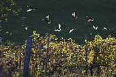Etourneaux sansonnets (Sturnus vulgaris) grappillage dans les vignes, Parc naturel régional des Vosges du Nord, France