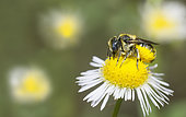 Spined Mason Bee (Osmia spinulosa) on Annual Fleabane (Erigeron annuus) flower, Ardeche, France