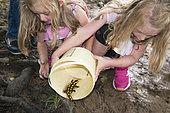 Young girls rescuing a Fire Salamander (Salamandra salamandra), Vosges du Nord Regional Nature Park, France